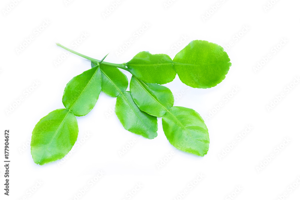 Obraz premium Kaffir lime leaves on white background