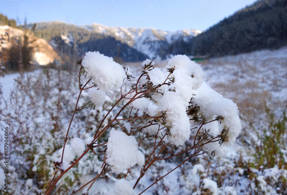 Bush under snow in winter with blurred mountains scene background. Bush under snow in winter with blurred mountains scene background.
