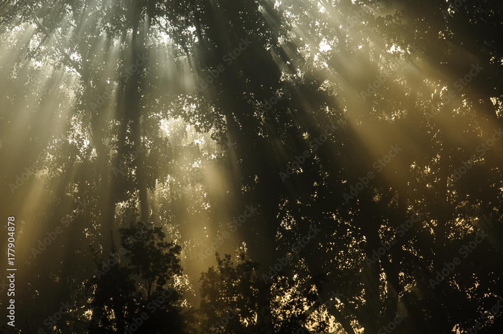 At dawn, light blades spread serenity. At dawn, light blades spread serenity.