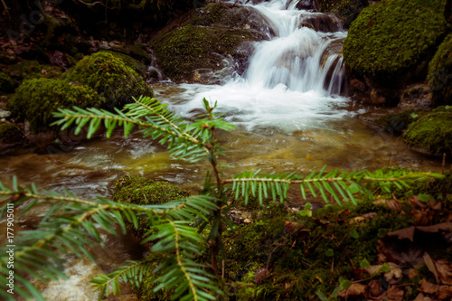 bach im wald