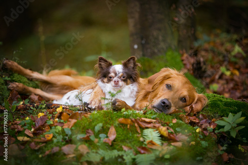 Chihuahua und Golden Retriever im herbstlichen Wald