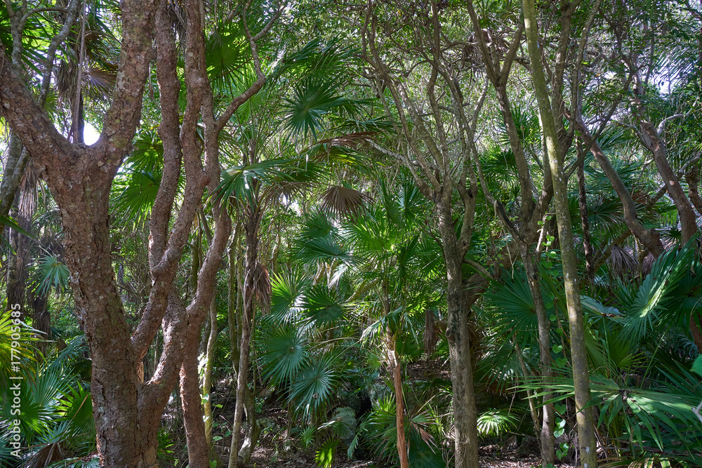 Fototapeta premium Tulum Riviera Maya jungle in Mexico