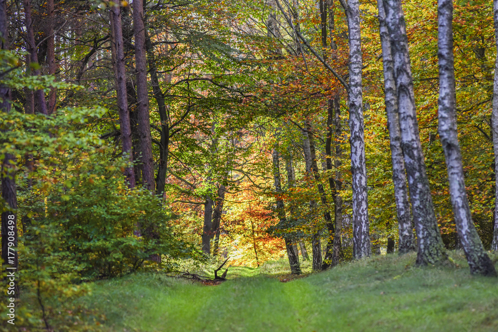 Obraz premium Alley in the forest between trees with colorful leaves on the trees and on the ground during the autumn.