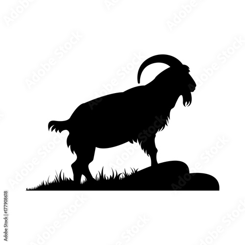 A goat with big horns in profile. Silhouette of an adult pet isolated on white background.