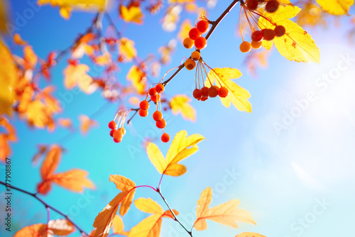 Beautiful bright autumn nature background with golden yellow leaves and orange autumn berries glows in the sun on a background of blue and turquoise sky close-up.