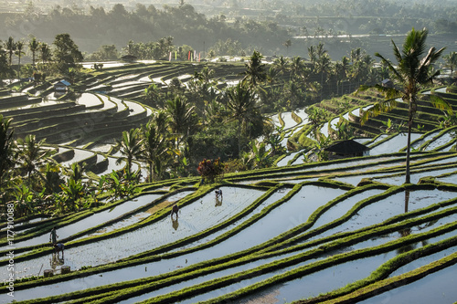 Jatiluwih Rice Terraces in Bali, Indonesia.