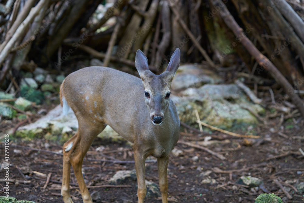 Fototapeta premium Venado deer in Riviera Maya Mexico