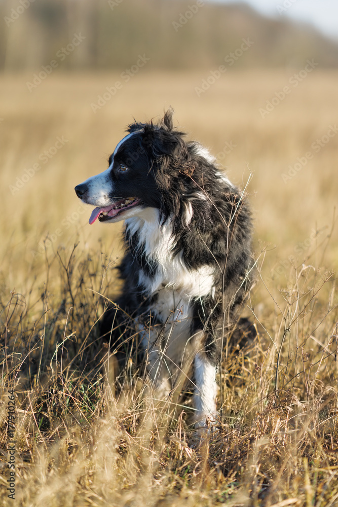 Fototapeta premium Border Collie Hündin