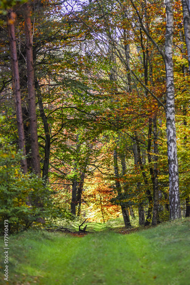 Alley in the forest between trees with colorful leaves on the trees and on the ground during the autumn.