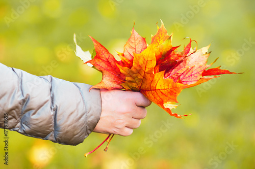 Hand holding orange maple leaves on autumn sunny background