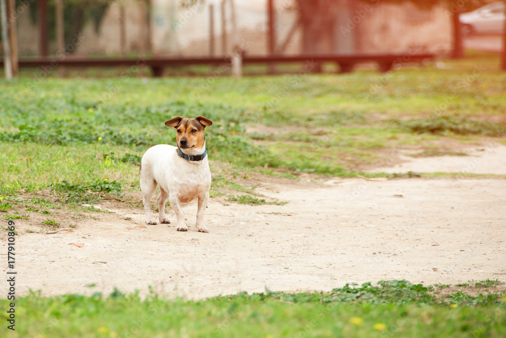Jack Russell Terrier on a walk without a leash. Spring grass, the dog enjoys freshness and freedom.