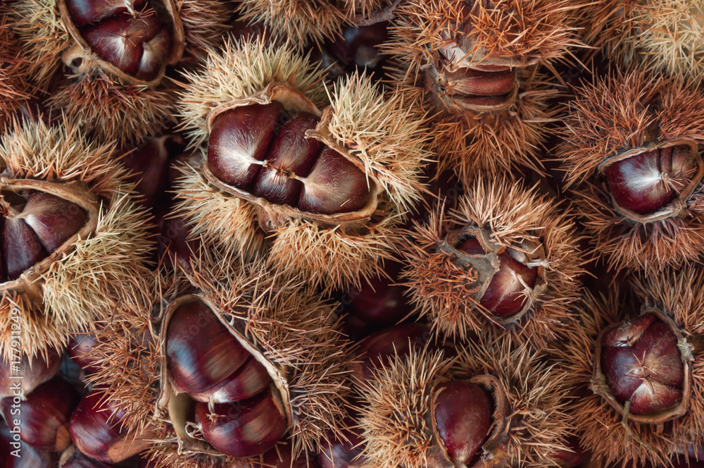 Ripe chestnuts close up. Raw Chestnuts for Christmas. Fresh sweet chestnut. Castanea sativa top wiew. Food background. Ripe chestnuts close up. Raw Chestnuts for Christmas. Fresh sweet chestnut. Castanea sativa top wiew. Food background.