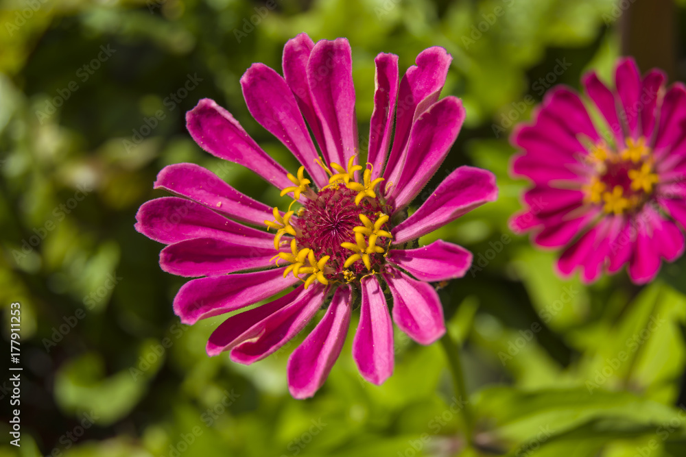 Big pink flower zinnia Big pink flower zinnia