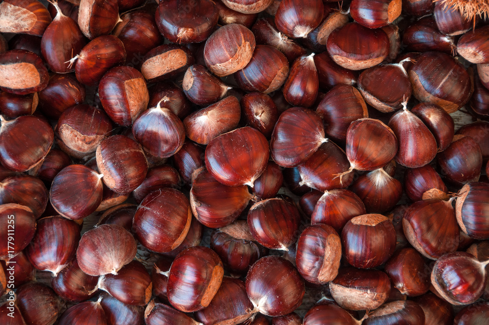 Ripe chestnuts close up. Raw Chestnuts for Christmas. Fresh sweet chestnut. Castanea sativa top wiew. Food background. Ripe chestnuts close up. Raw Chestnuts for Christmas. Fresh sweet chestnut. Castanea sativa top wiew. Food background.