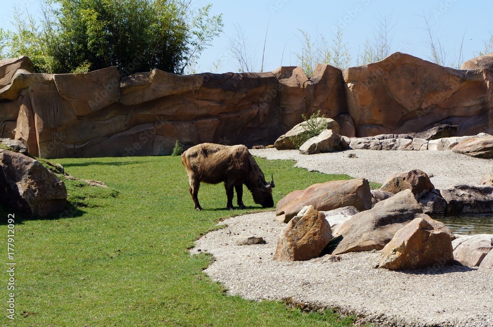 Fototapeta premium Animaux divers