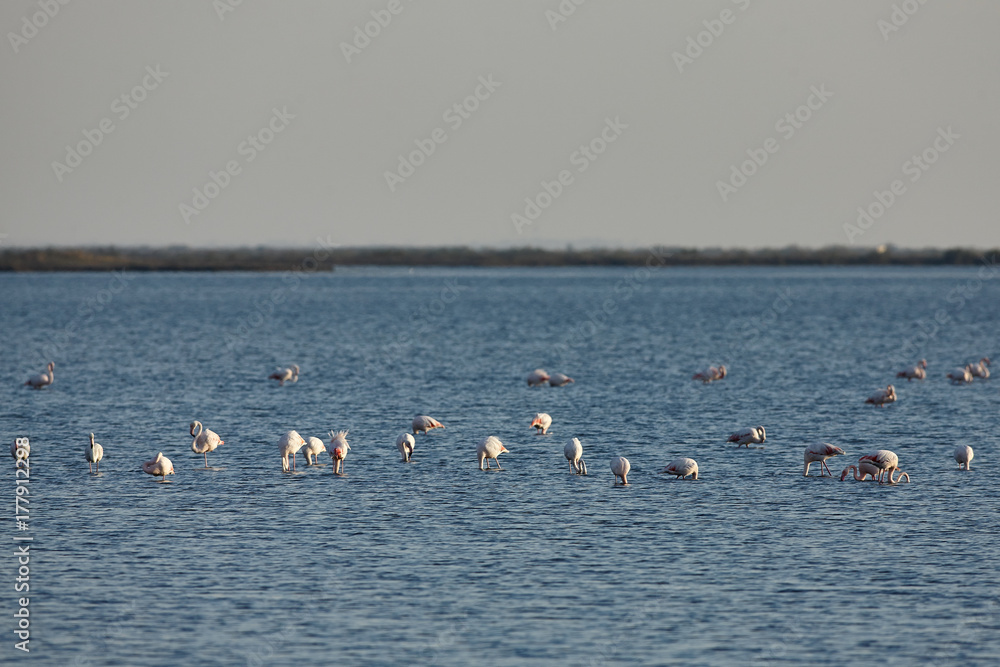 View of pink flamingos birds in Evros river, Greece.