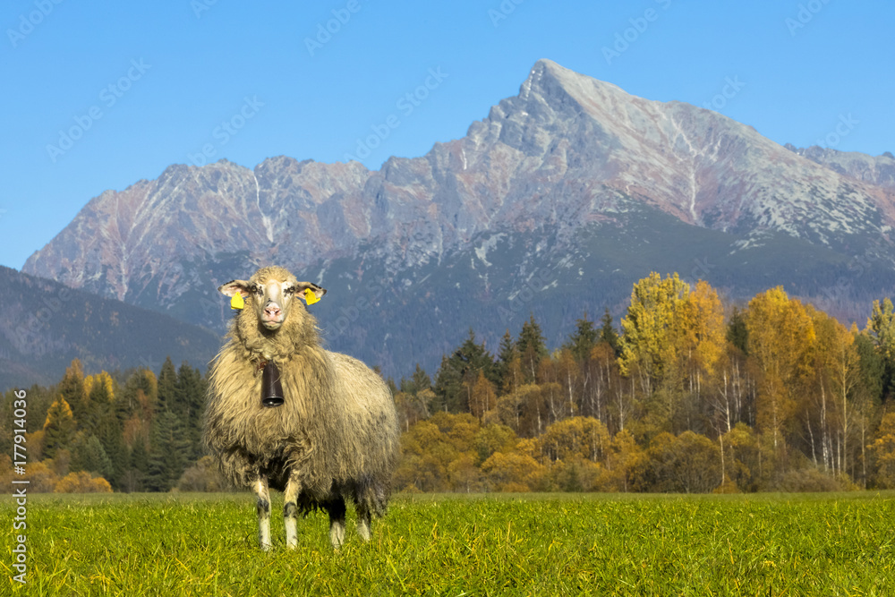 Fototapeta premium lonely sheep posing under the Krivan hill, High Tatras, Slovakia