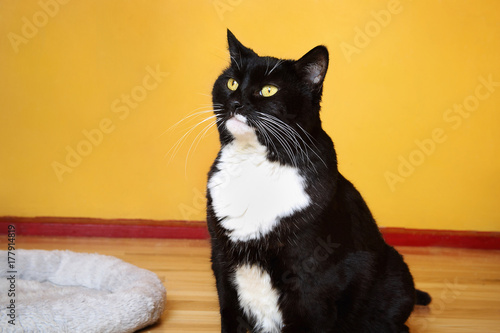 Large Tuxedo Cat on Yellow Background