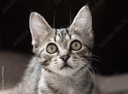 Gray kitty with big beautiful eyes
