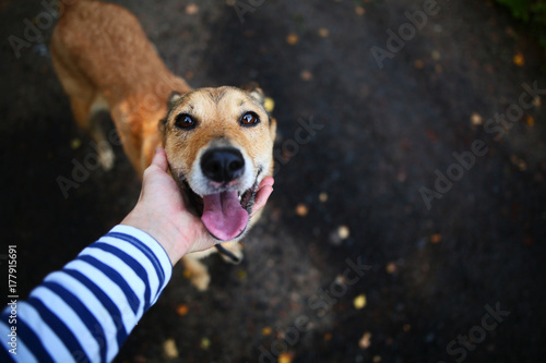Person caressing dog
