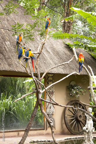 Wallpaper Mural birds Torontodigital.ca