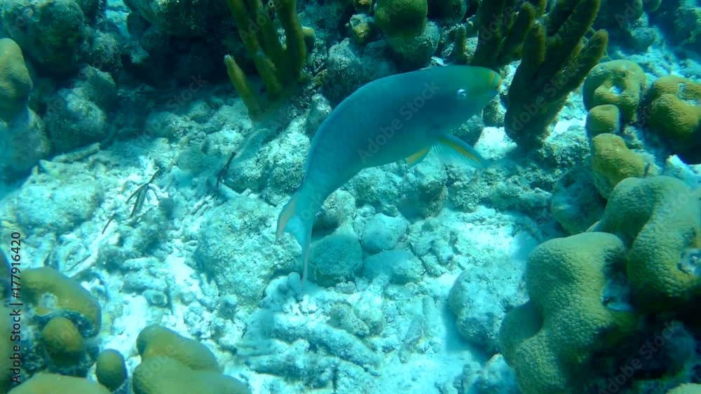 coral life caribbean sea underwater 1080P video coral life caribbean sea underwater 1080P video