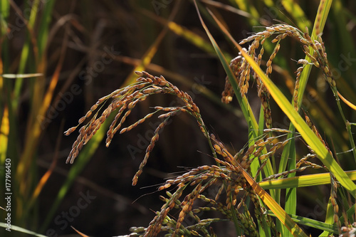 rice crop before harvest photo