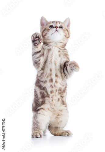 Funny cat isolated looking up
