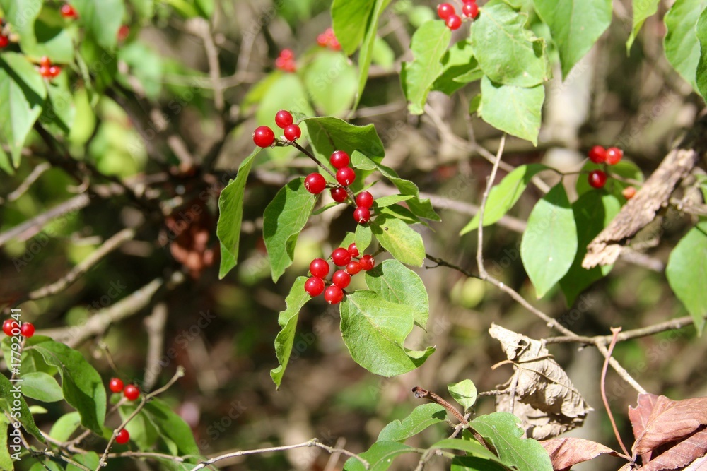 The red berry seeds on the bush on a close up view. The red berry seeds on the bush on a close up view.