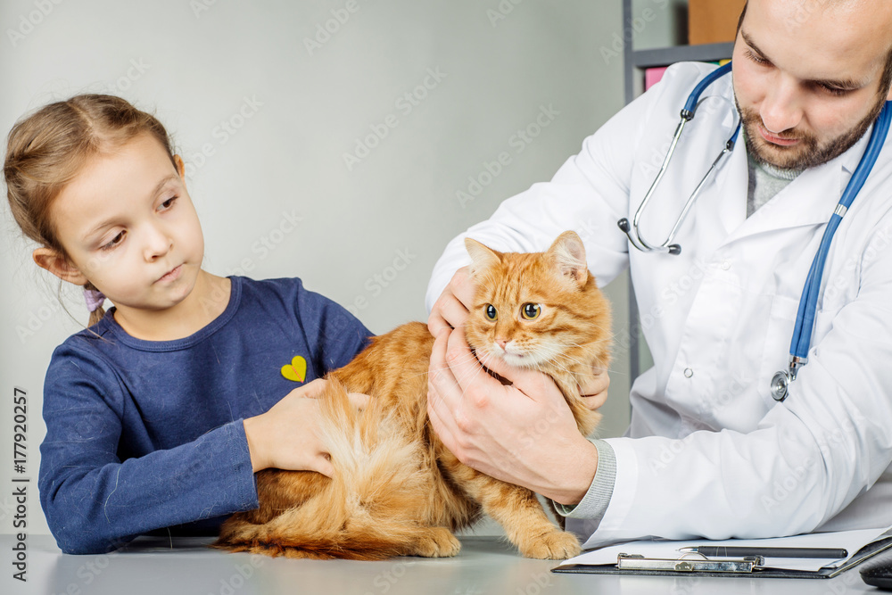 Veterinarian checking up sick dog with stethoscope Veterinarian checking up sick dog with stethoscope