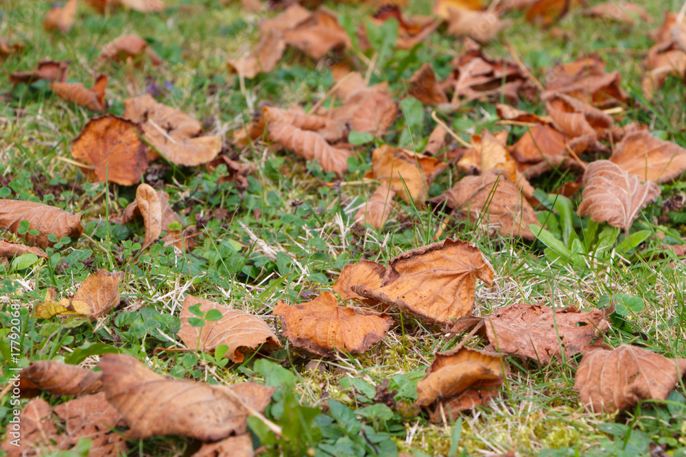 Feuilles mortes sur pelouse Feuilles mortes sur pelouse