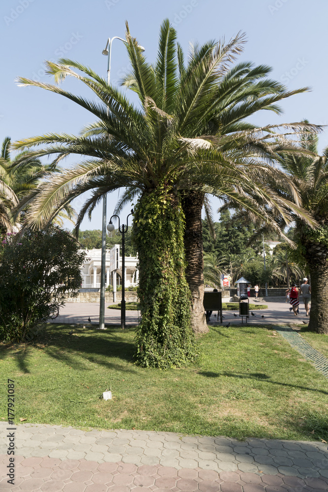 Fototapeta premium palm