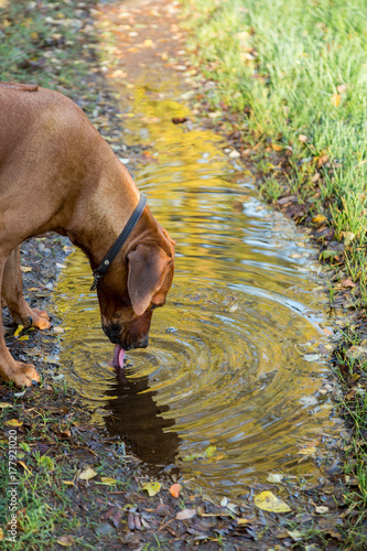 Hund dricker vatten från en vattenpöl photo