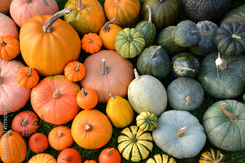 Colorful varieties of pumpkins and squashes - obrazy, fototapety, plakaty 