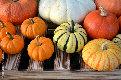 Colorful autumn pumpkins and squashes
