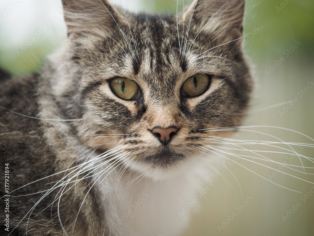 Portrait of a street cat with long whiskers