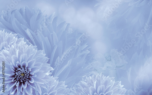Floral white-blue beautiful background of dahlias.  Flower composition  with an angel.  Nature.