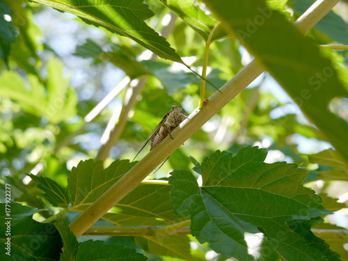 Obraz na plátně Cigale dans un murier en Provence