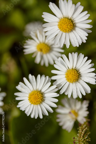 Close up of daisies from above