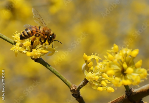 Flowering cornel and bee