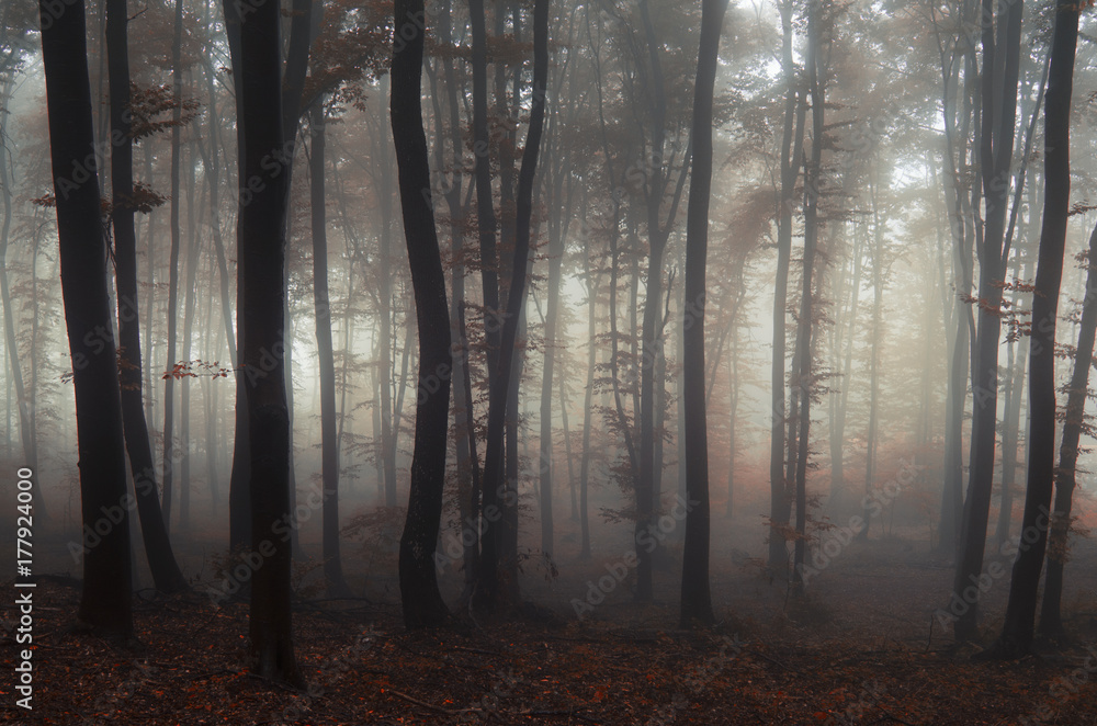 Fairytale forest with fog and red leaves Fairytale forest with fog and red leaves