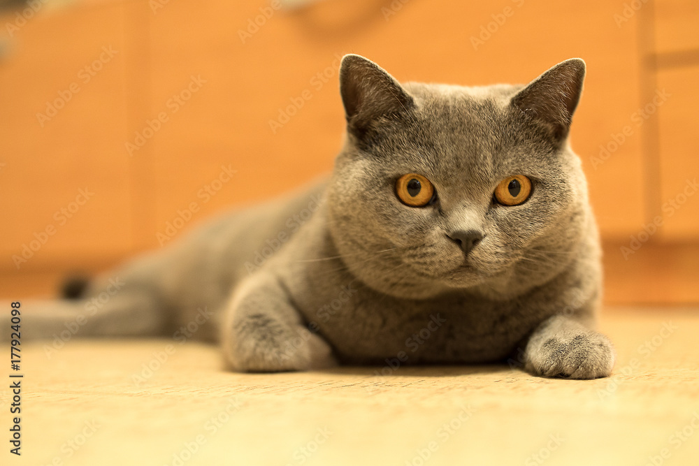 British shorthair cat looking