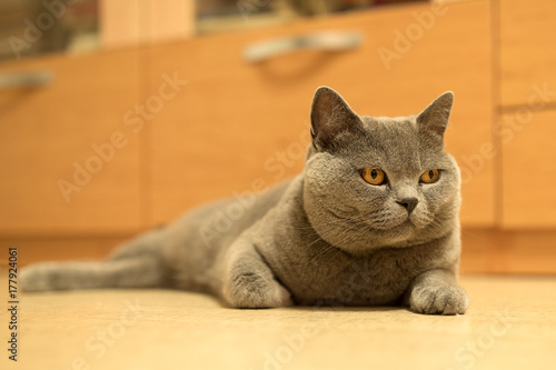 British shorthair cat looking