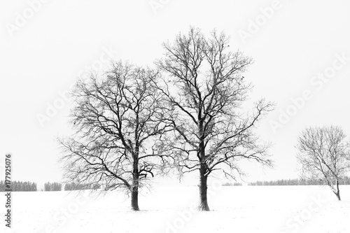Winter nature in Estonia