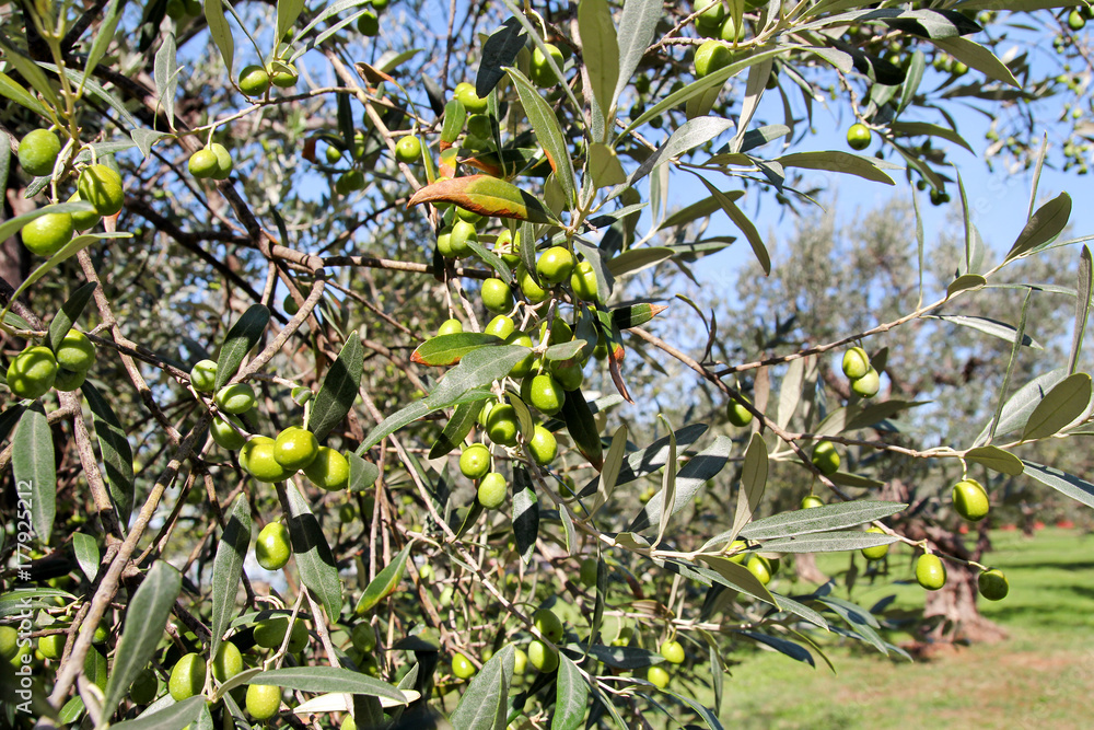 Green olives in a olive tree branch. Olive tree with green olives, close up. Concept of olives, tradition. Olive growing. Olive grove before harvesting olives. Healthy food. Mediterranean. Green olives in a olive tree branch. Olive tree with green olives, close up. Concept of olives, tradition. Olive growing. Olive grove before harvesting olives. Healthy food. Mediterranean.