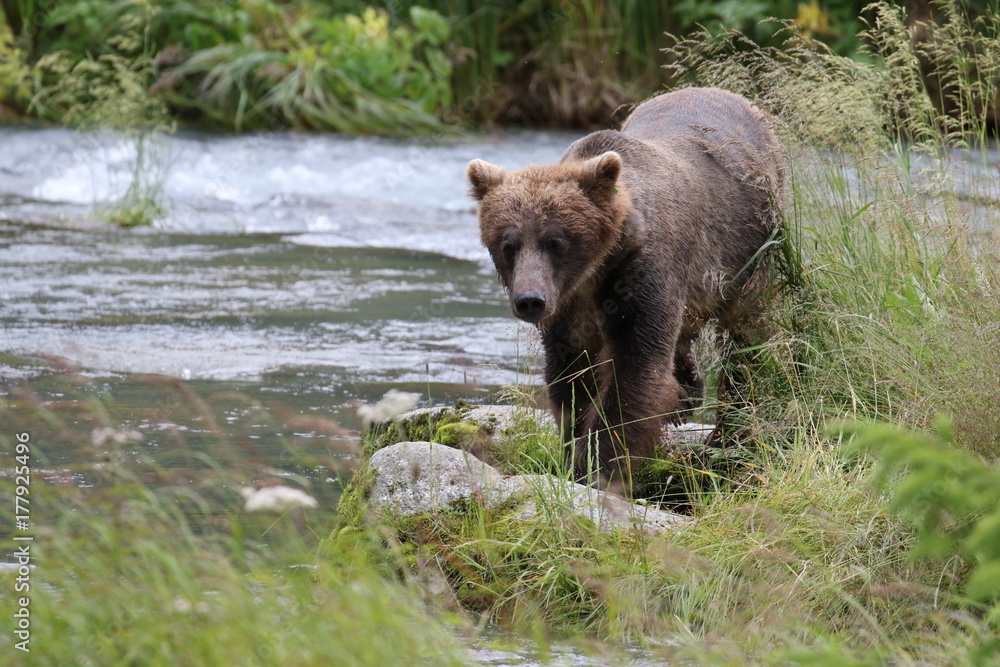 Braunbär Braunbär