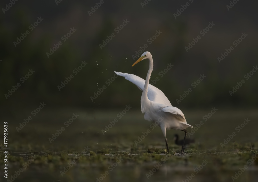 Great Egret Great Egret