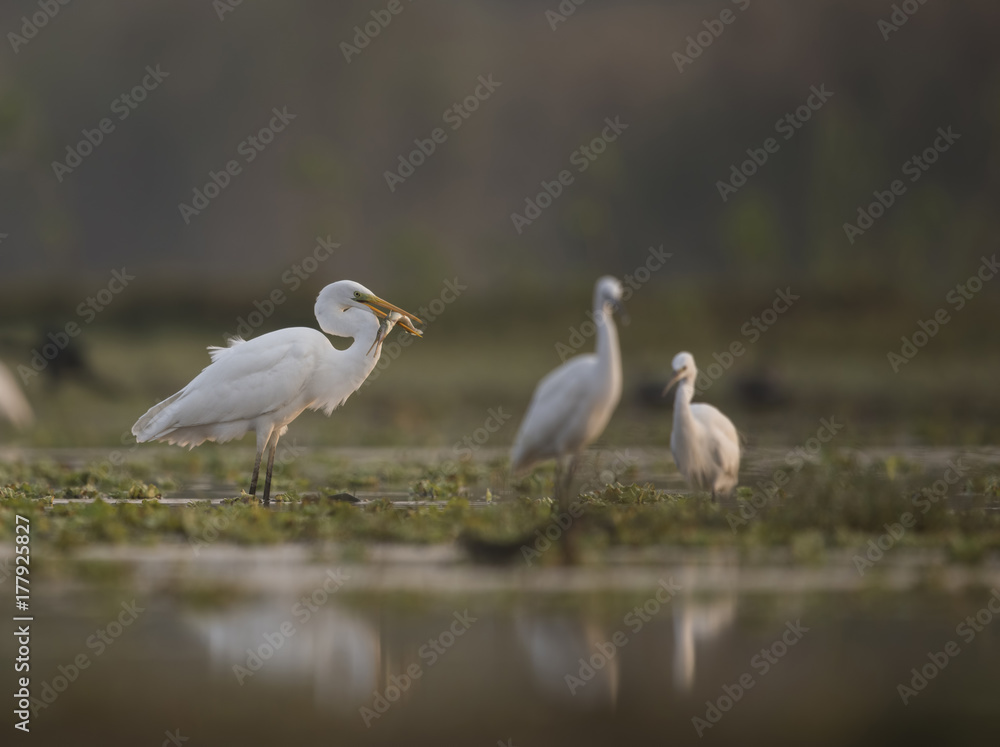 Great Egret Hunting Great Egret Hunting
