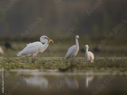 Great Egret Hunting © tahir