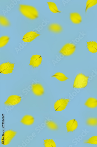 Wallpaper Mural falling beech leaves graphic pattern pattern Torontodigital.ca